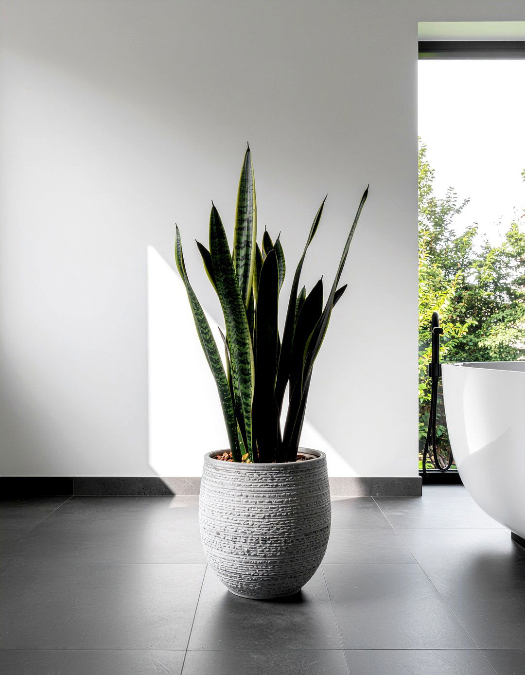 Snake plant - 30 bathroom plants that thrive in humidity