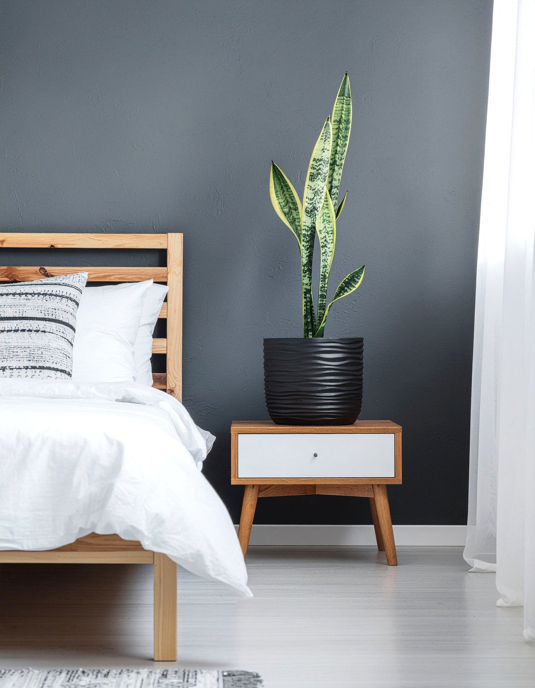 Snake plant - 30 bedroom low light plants