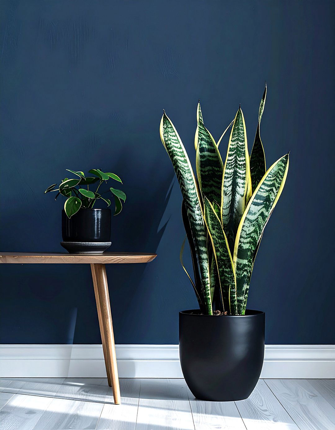 Snake plant moonshine decor - 30 snake plant ideas