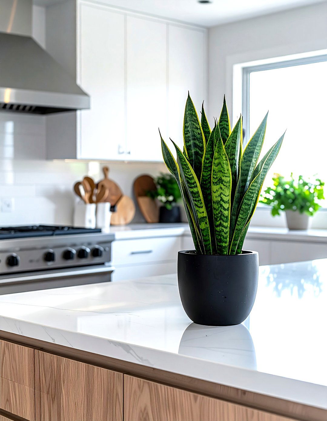 Snake plant on kitchen counter - 30 kitchen plant ideas