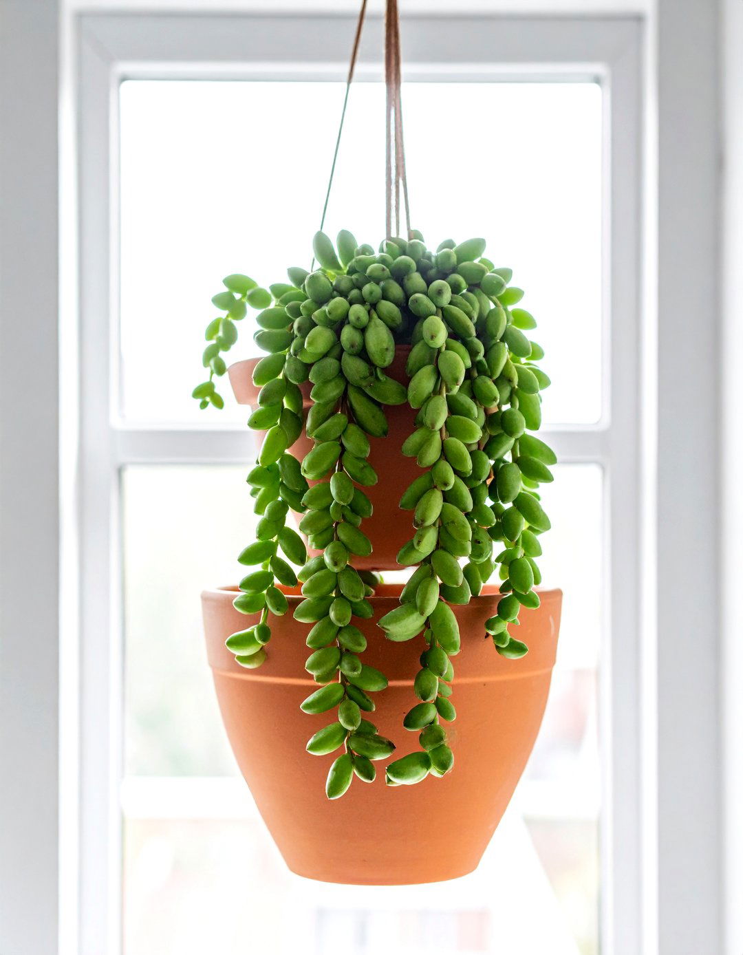 String Of Bananas - 30 trailing plant ideas