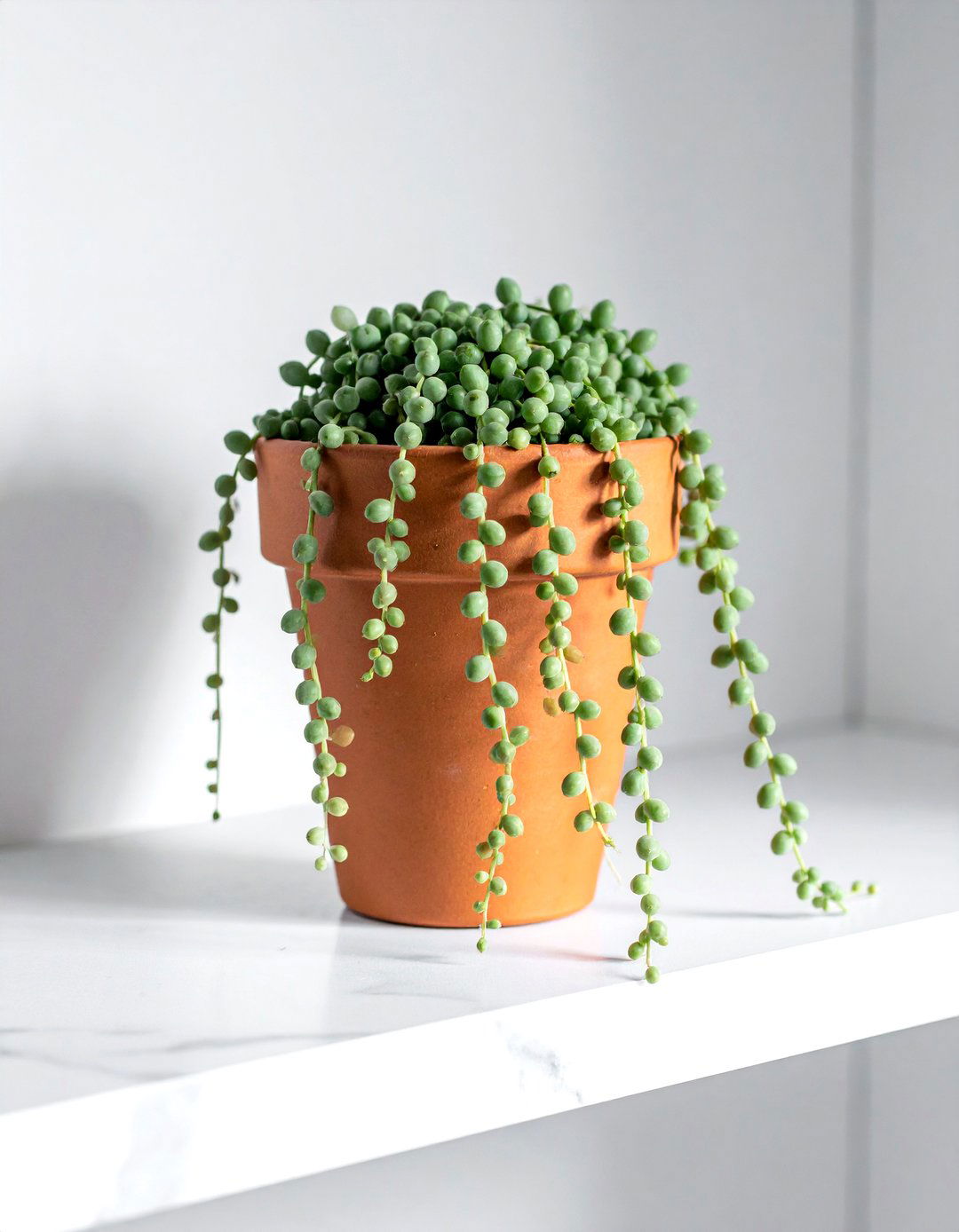 String Of Pearls - 30 trailing plant ideas