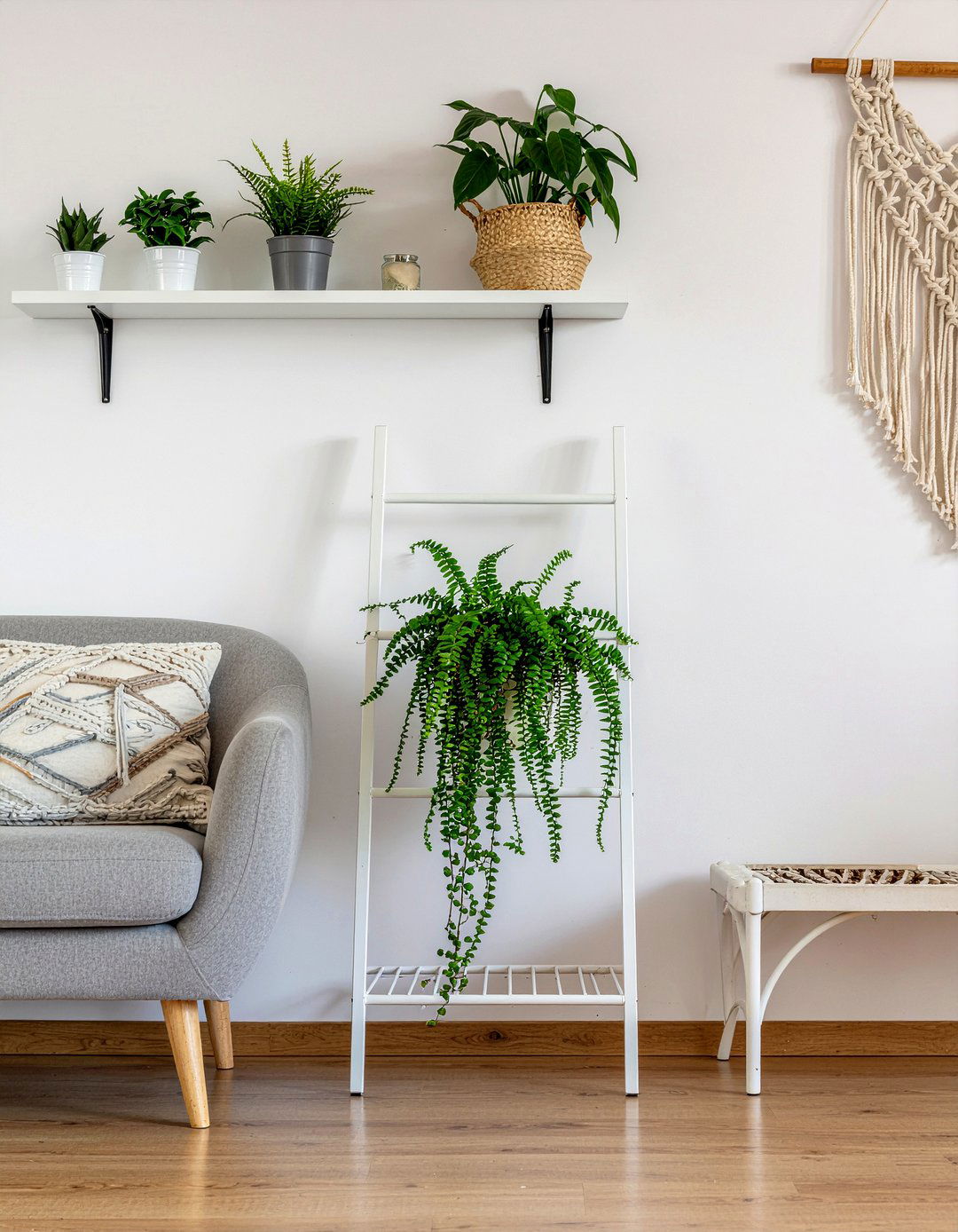 String Of Pearls - 30 living room plants