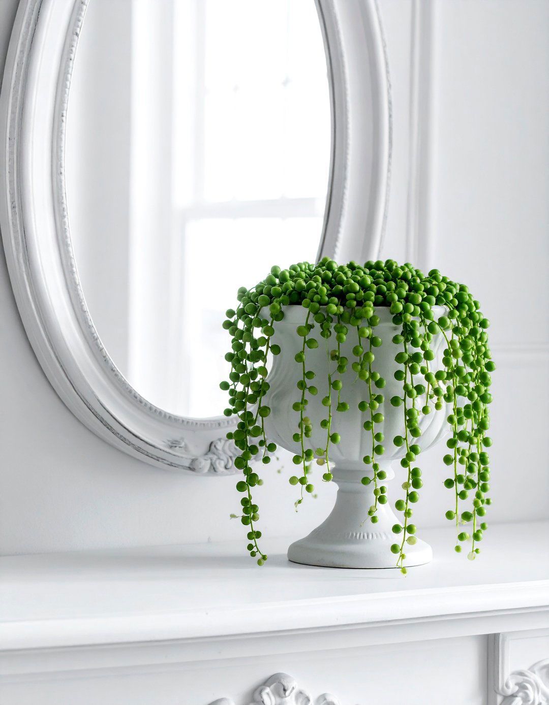 String of pearls - 30 houseplant ideas