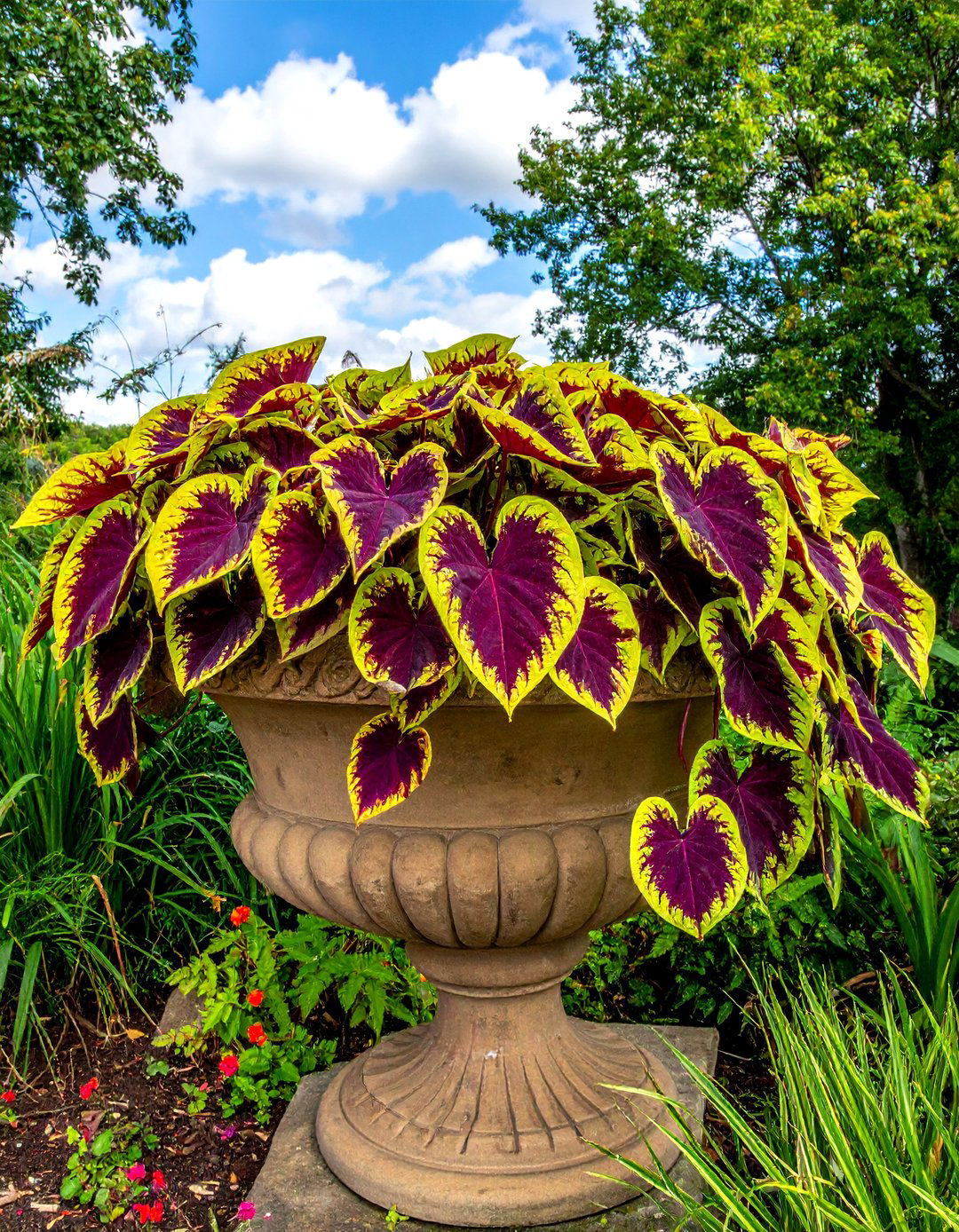 Sweet Potato Vine - 30 trailing plant ideas