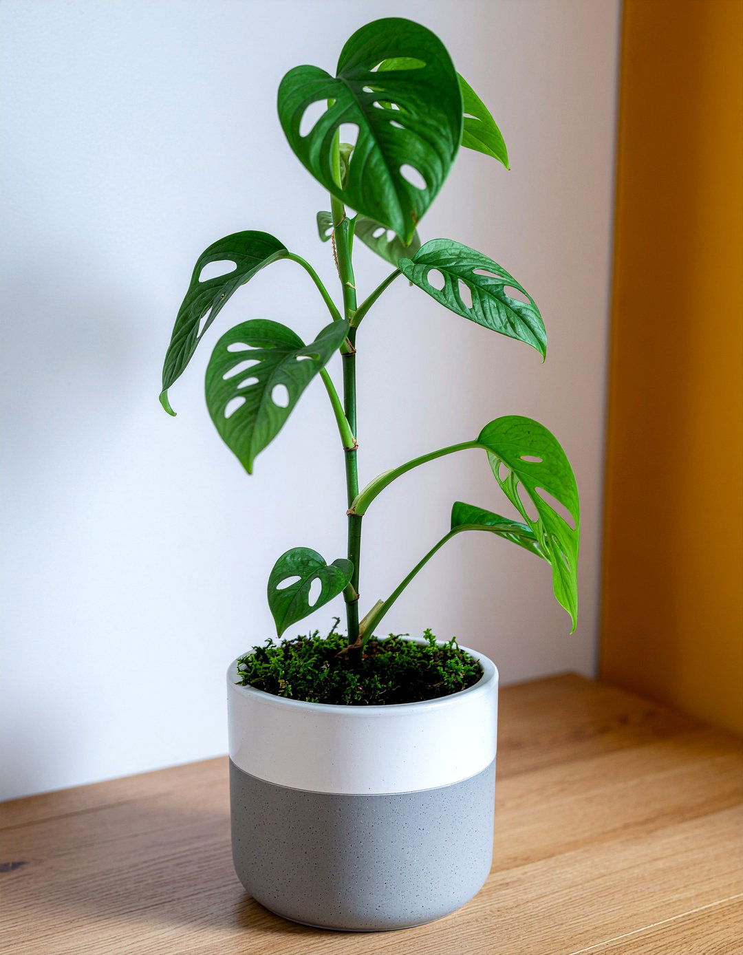 Swiss Cheese Plant - 30 living room plants