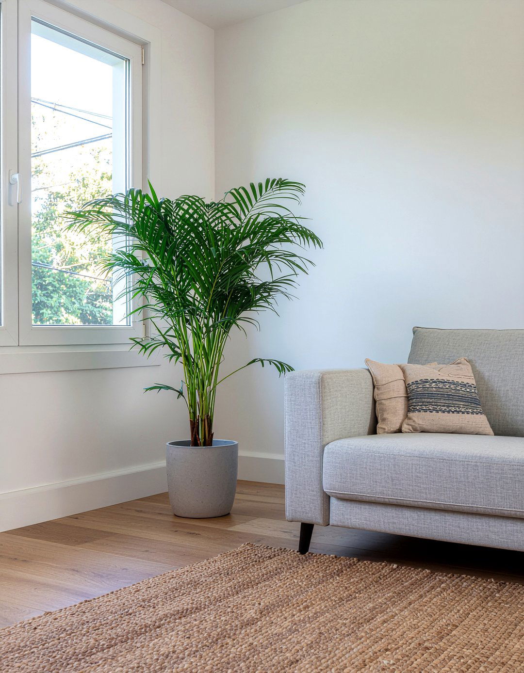 Tall Indoor Plant - 30 living room accessories