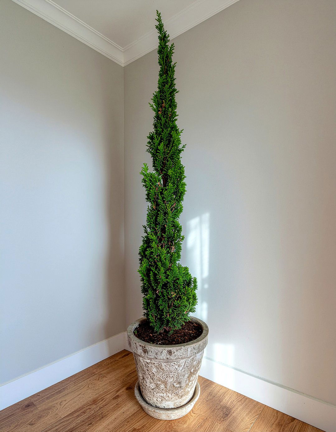 Tall Potted Cypress - 30 Tuscan bedroom ideas