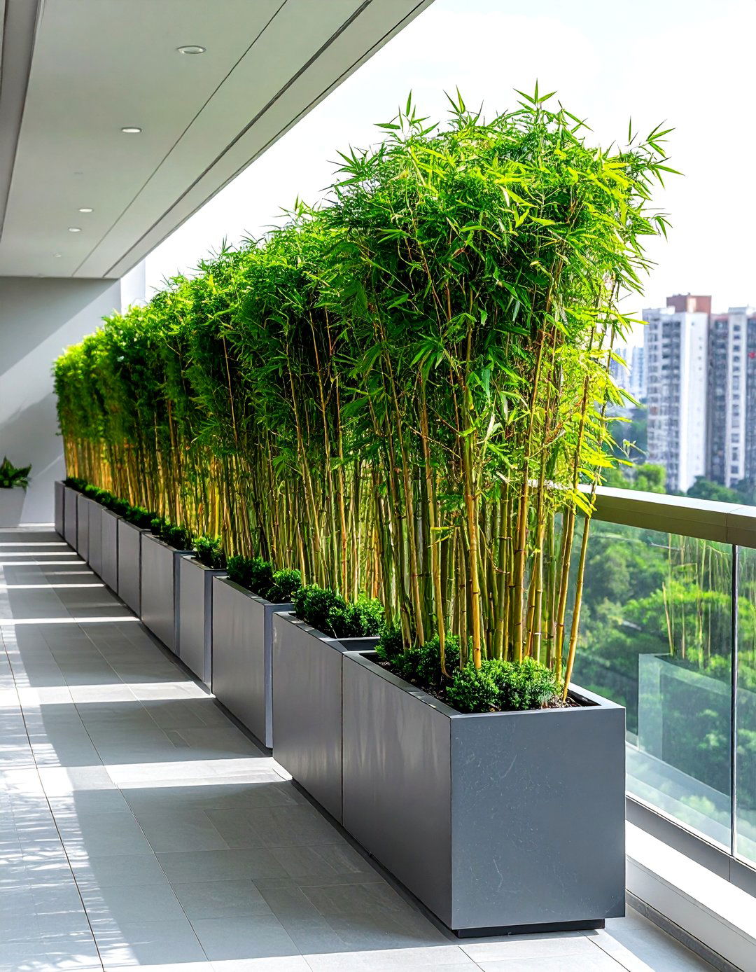 Tall Privacy Plants - 30 apartment balcony ideas