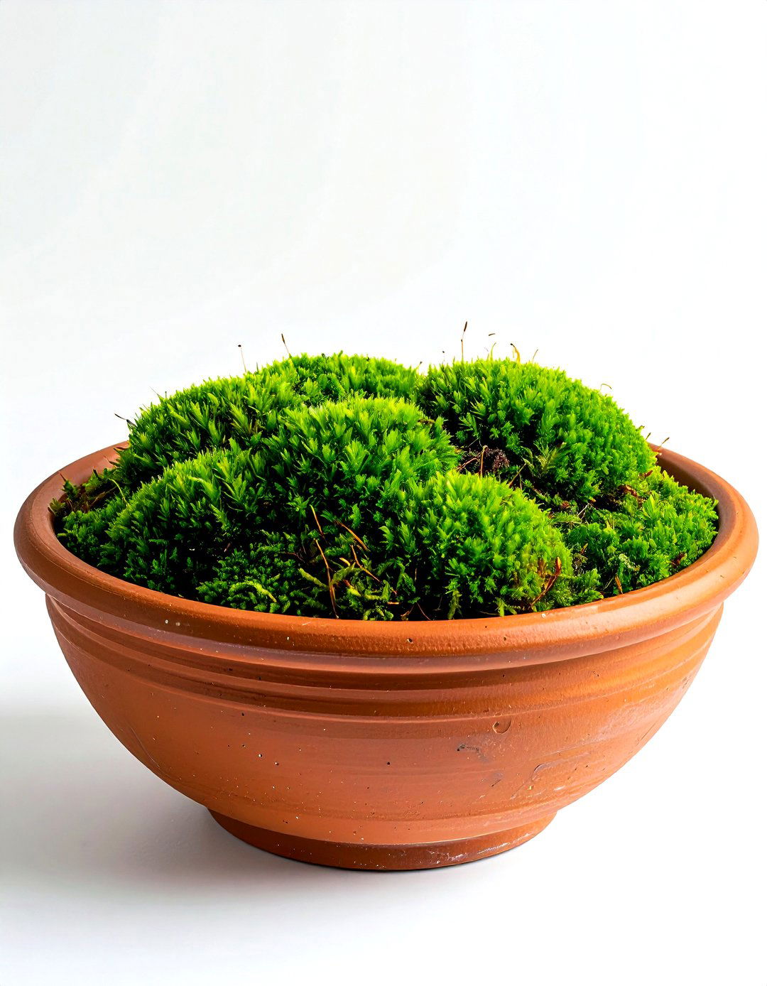 Terracotta bowl for moss - 30 terracotta planter ideas