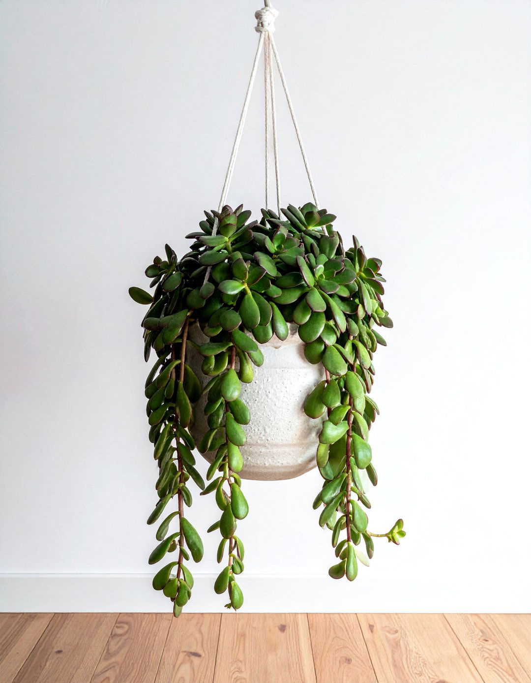 Trailing Jade - 30 trailing plant ideas