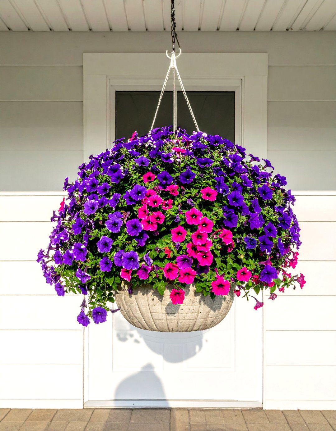 Trailing Petunia - 30 trailing plant ideas