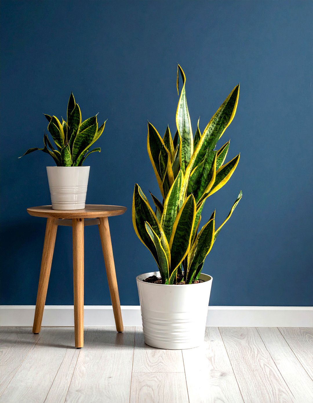 Variegated Snake Plant Decor - 30 living room snake plant ideas