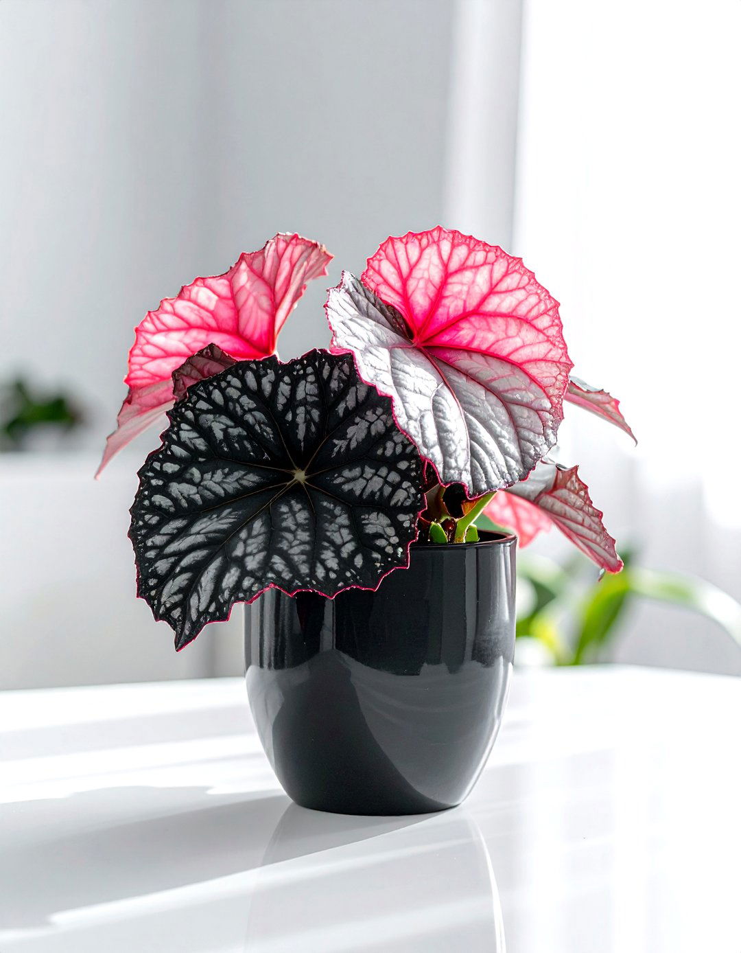 Vibrant Rex Begonia - 30 office plant ideas