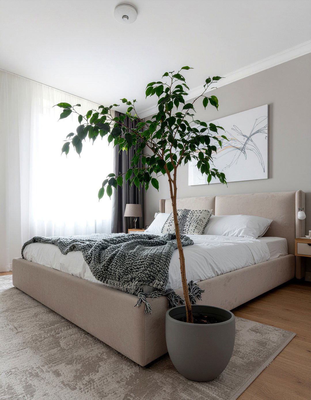 Weeping Fig - 30 bedroom air purifying plants