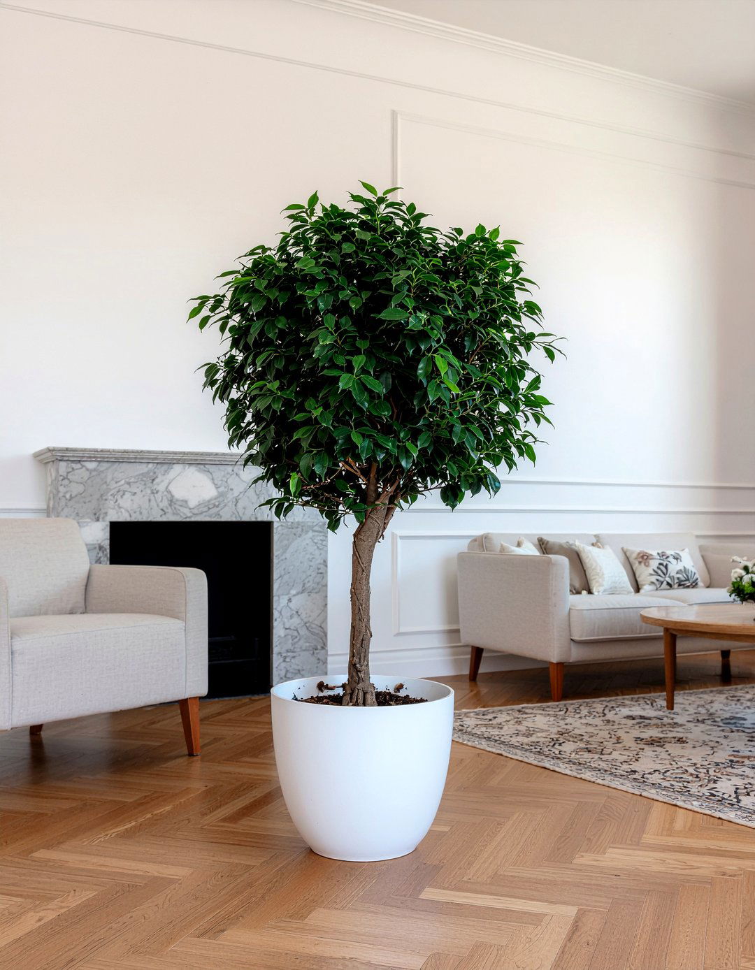 Weeping Fig - 30 living room plants