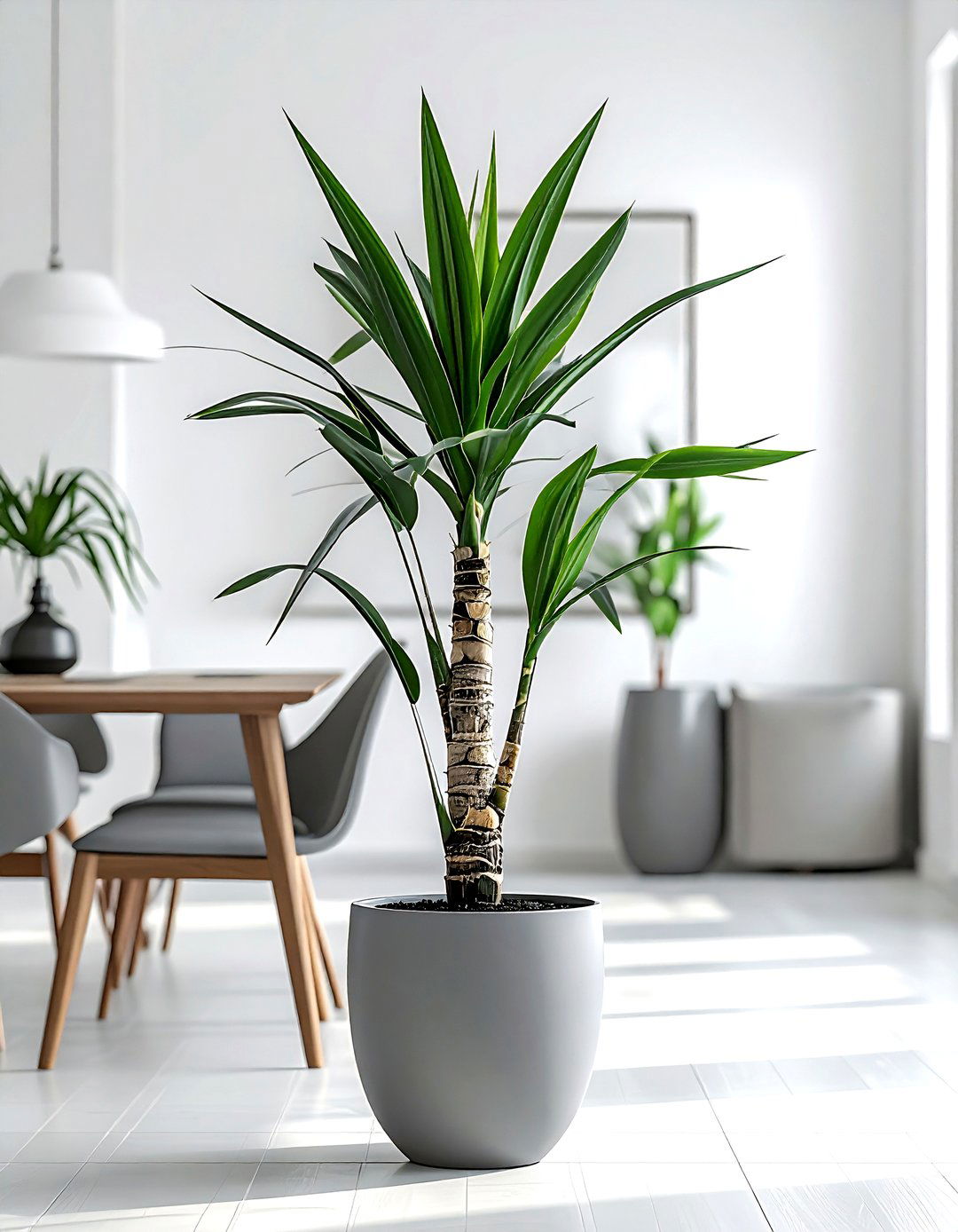 Yucca Cane in Minimalist Dining Room - 30 dining room indoor plant ideas