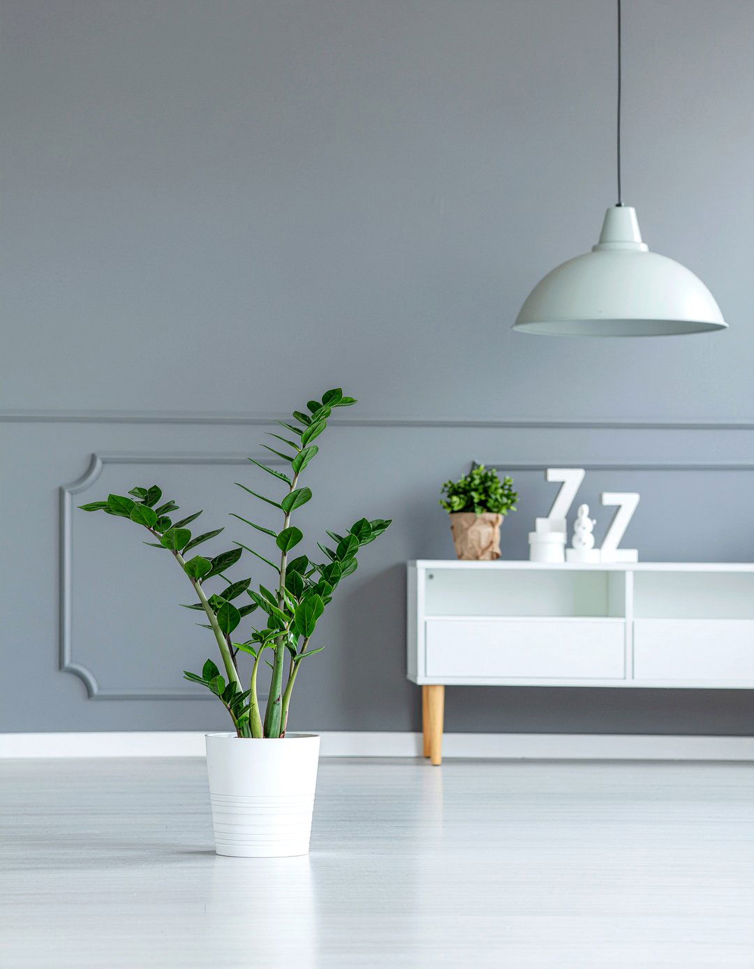 ZZ Plant - 30 living room plants