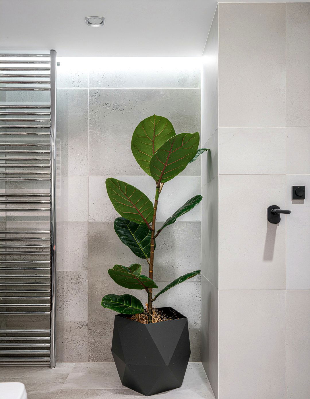 ZZ plant - 30 bathroom plants that thrive in humidity