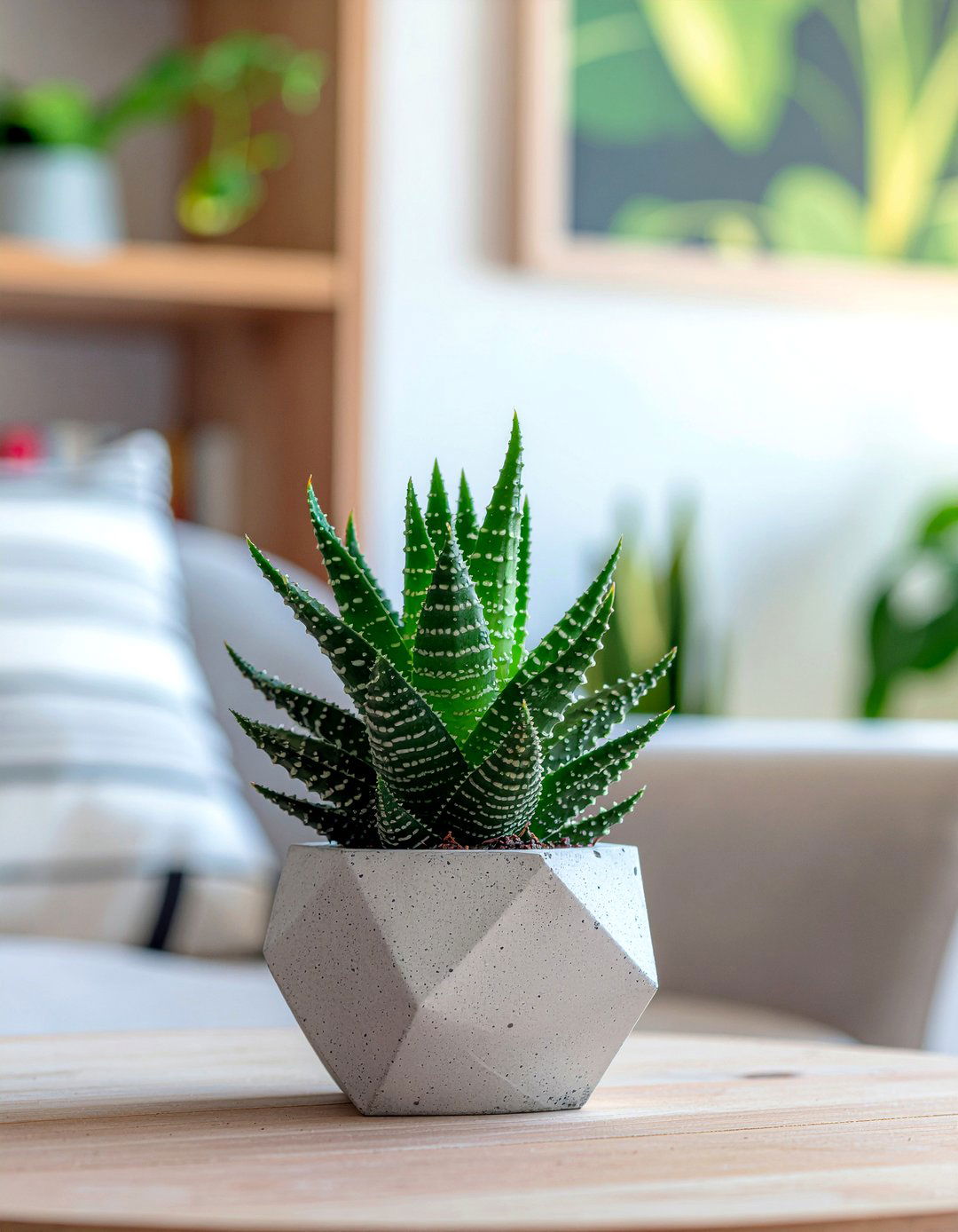 Zebra Haworthia - 30 living room succulents