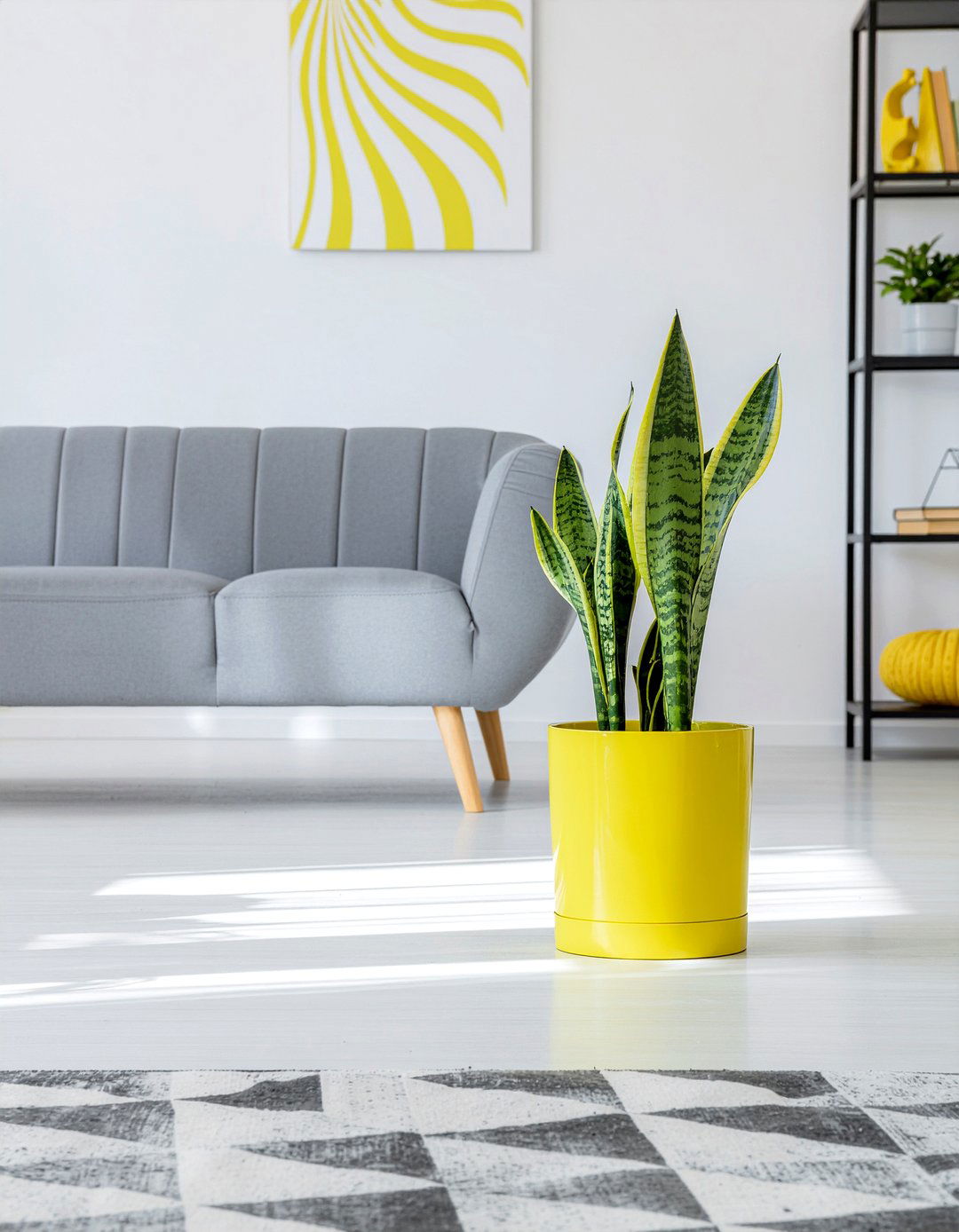 Zebra plant - 30 living room low light plants