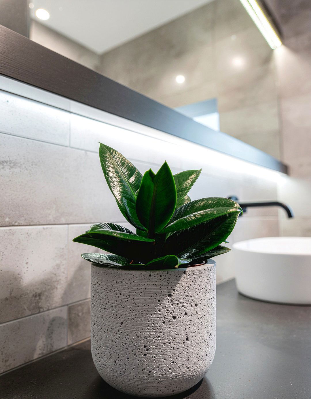 Zz Plant For Low Light - 30 bathroom plant ideas